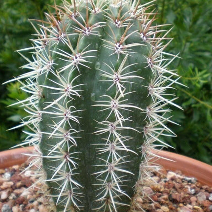 50 Cactus Mix Seeds – Hardy Exotic Succulents (Non-GMO) - Seed World