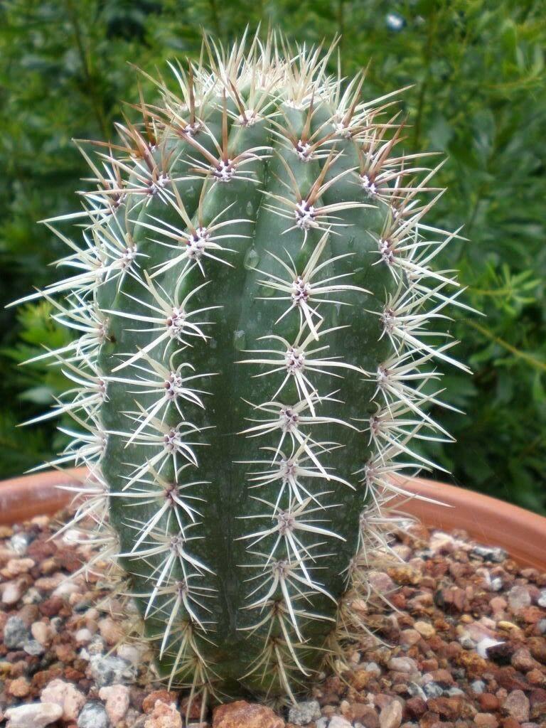 50 Cactus Mix Seeds – Hardy Exotic Succulents (Non-GMO) - Seed World