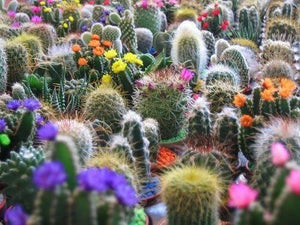 50 Cactus Mix Succulent Flower Seeds - Seed World