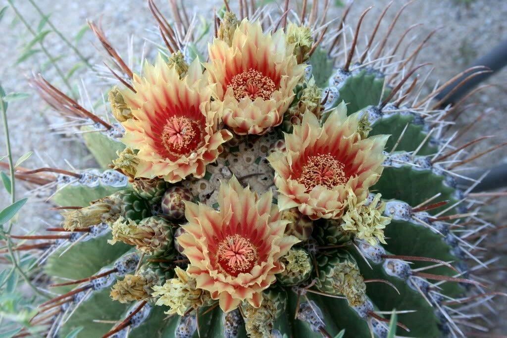 50 Cactus Mix Succulent Flower Seeds - Seed World
