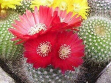 50 Cactus Mix Succulent Flower Seeds - Seed World