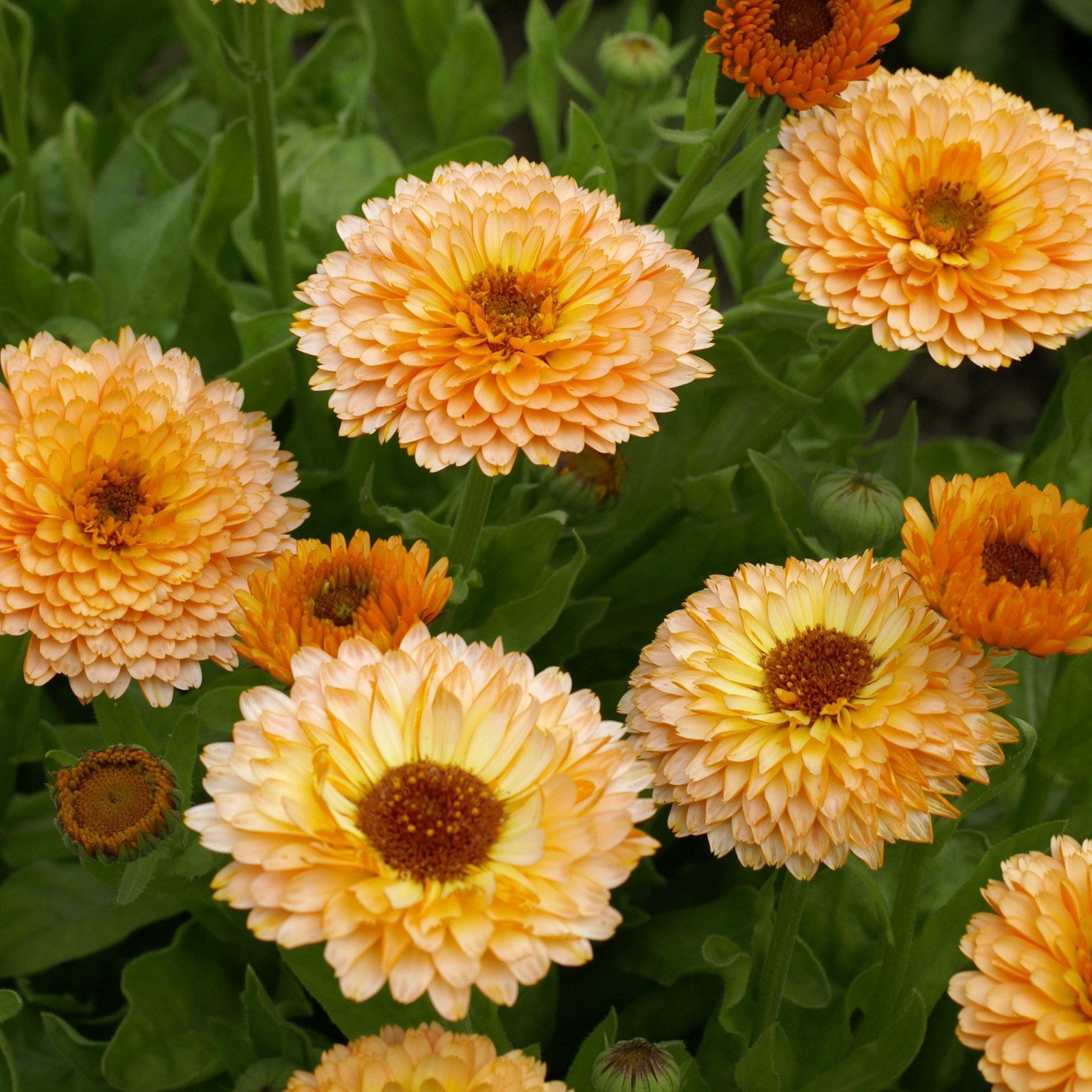 50 Calendula Pot Marigold - Pink Surprise Seeds - Seed World