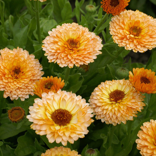 50 Calendula Pot Marigold - Pink Surprise Seeds - Seed World
