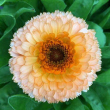 50 Calendula Pot Marigold - Pink Surprise Seeds - Seed World