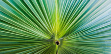 50+ California Fan Palm Tree Seeds (Washingtonia Filifera) - Seed World
