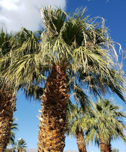 50 California Fan Palm Tree Seeds - Washingtonia Filifera - Seed World