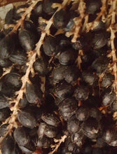 50 California Fan Palm Tree Seeds - Washingtonia Filifera - Seed World