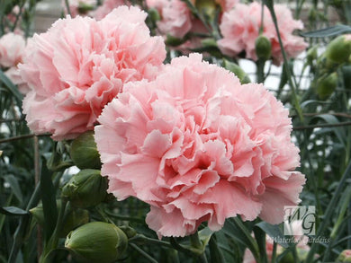 50 Carnation (Dianthus Caryophyllus) LaFrance Seeds - Seed World