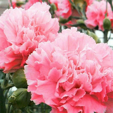 50 Carnation - Grenadin - Rose Seeds - Seed World