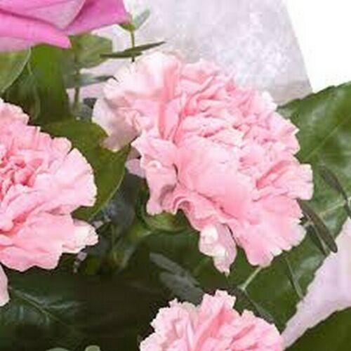 50 Carnation - Grenadin - Rose Seeds - Seed World