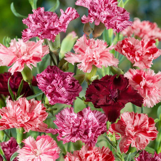 25 Carnation | Chabaud Picotee Mix Seeds - Seed World