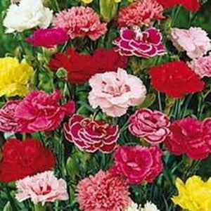 25 Carnation | Chabaud Picotee Mix Seeds - Seed World