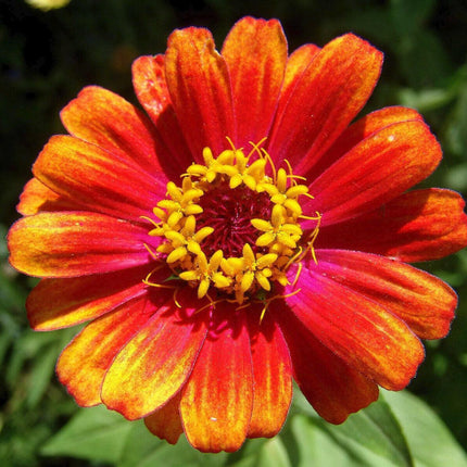 50 Carrousel Mix Zinnia - Whirligig Seeds - Seed World