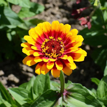 50 Carrousel Mix Zinnia - Whirligig Seeds - Seed World