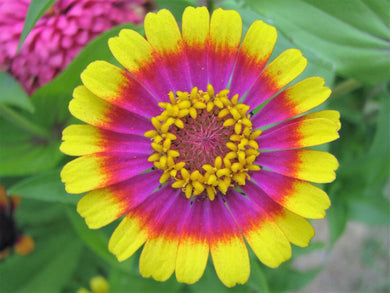 50 Carrousel Mix Zinnia  - Whirligig Seeds - Seed World