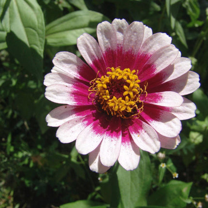 50 Carrousel Mix Zinnia - Whirligig Seeds - Seed World