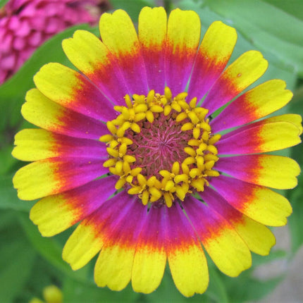 50 Carrousel Mix Zinnia - Whirligig Seeds - Seed World