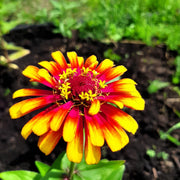 50 Carrousel Mix Zinnia  - Whirligig Seeds - Seed World