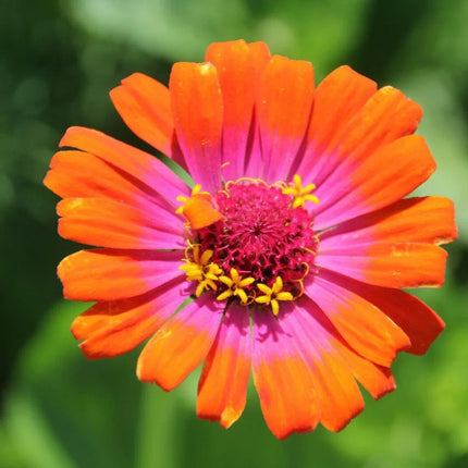 50 Carrousel Mix Zinnia - Whirligig Seeds - Seed World