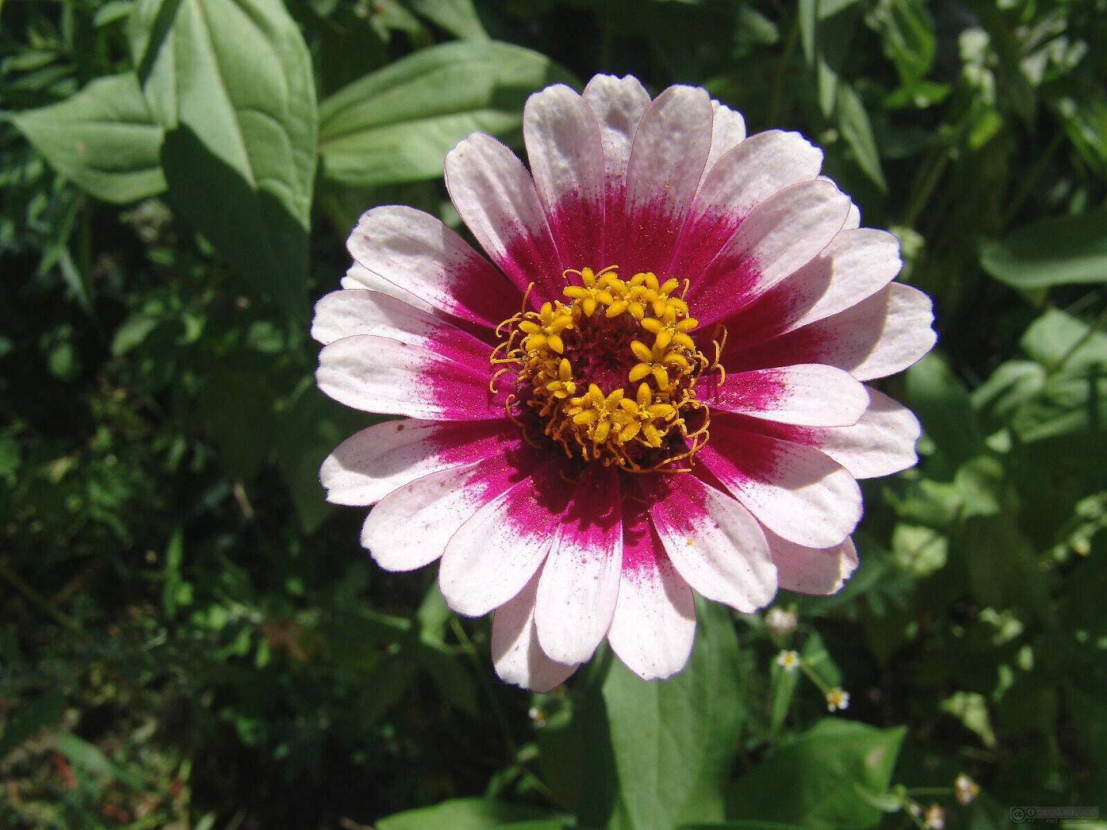 50 Carrousel Mix Zinnia  - Whirligig Seeds - Seed World