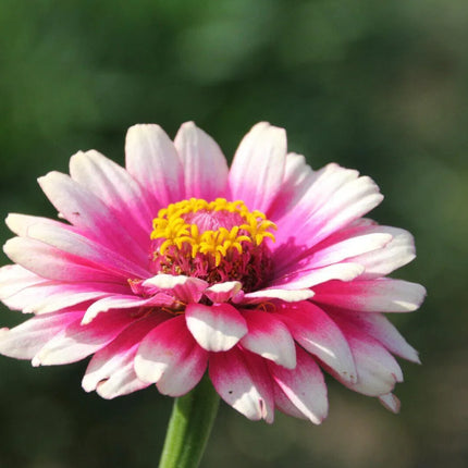 50 Carrousel Mix Zinnia - Whirligig Seeds - Seed World