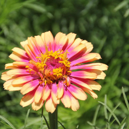 50 Carrousel Mix Zinnia - Whirligig Seeds - Seed World