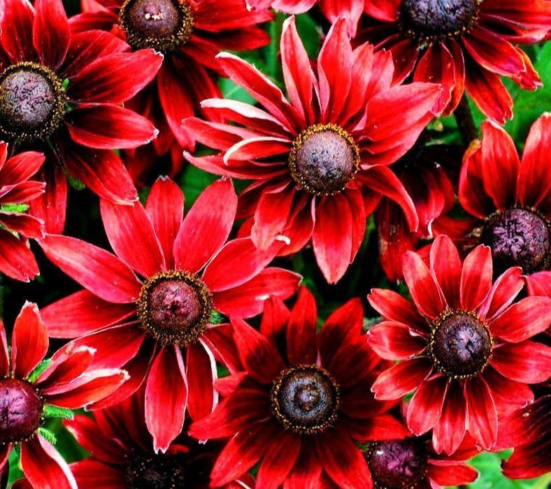 50+ Cherry Brandy Rudbeckia Flower Seeds - Seed World