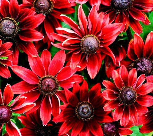 50+ Cherry Brandy Rudbeckia Flower Seeds - Seed World