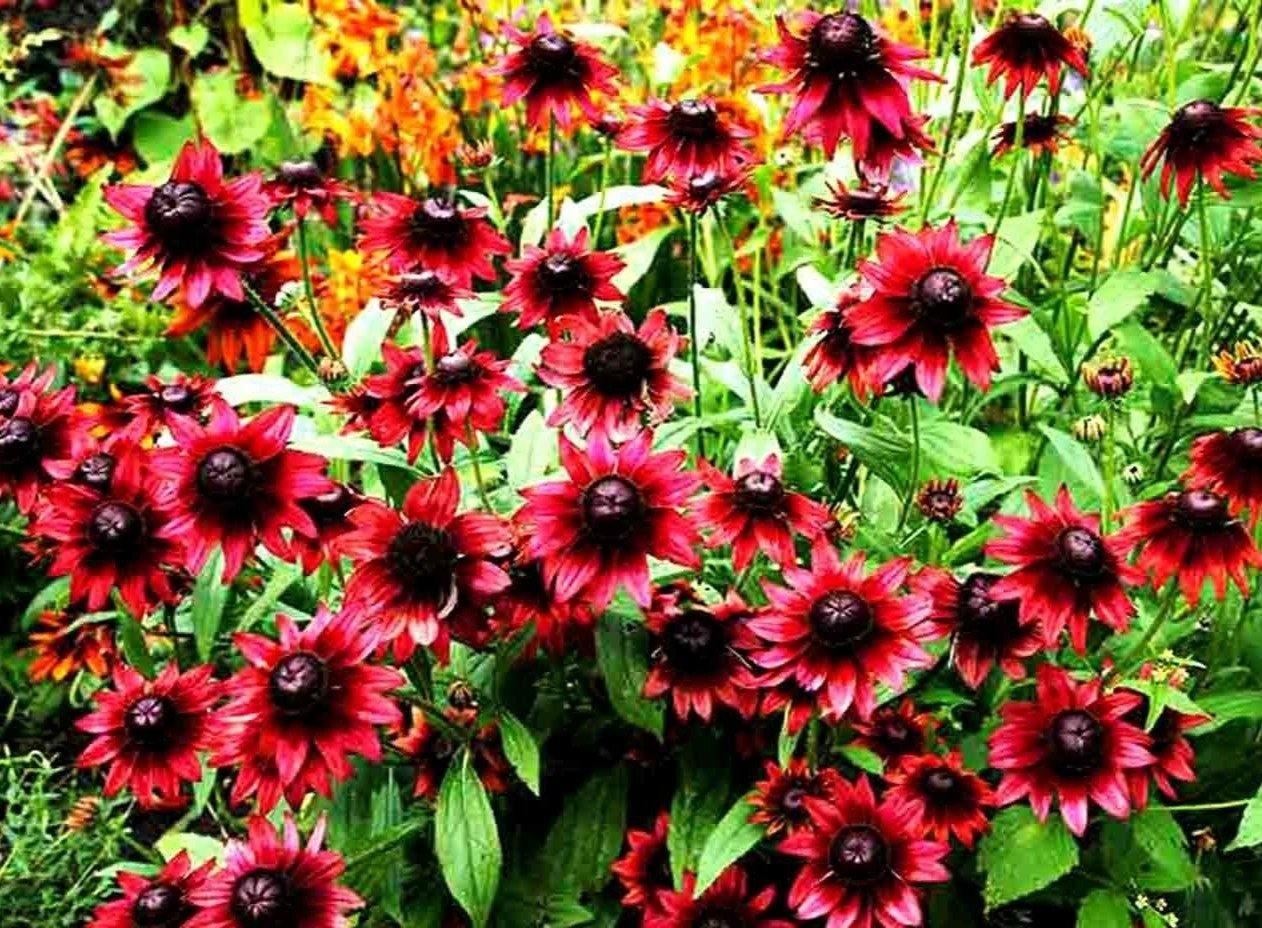 50+ Cherry Brandy Rudbeckia Flower Seeds - Seed World