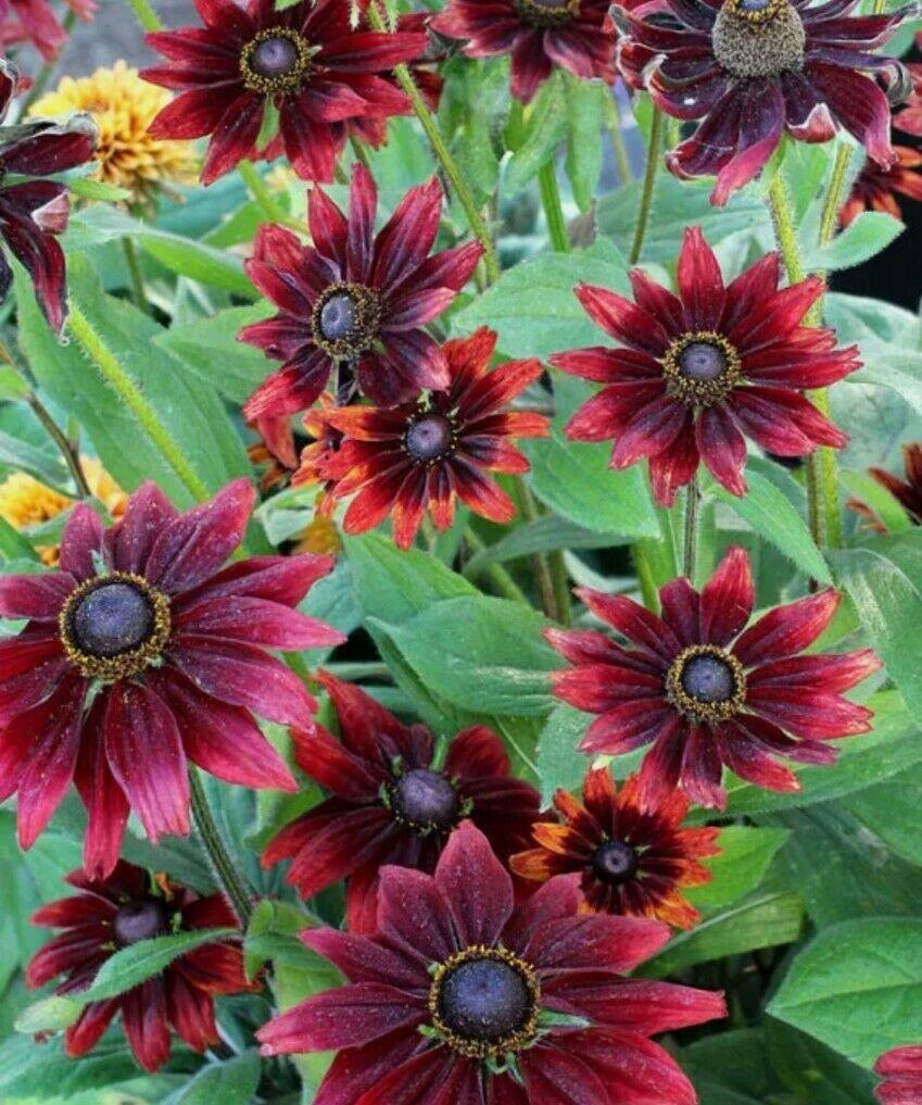 50+ Cherry Brandy Rudbeckia Flower Seeds - Seed World