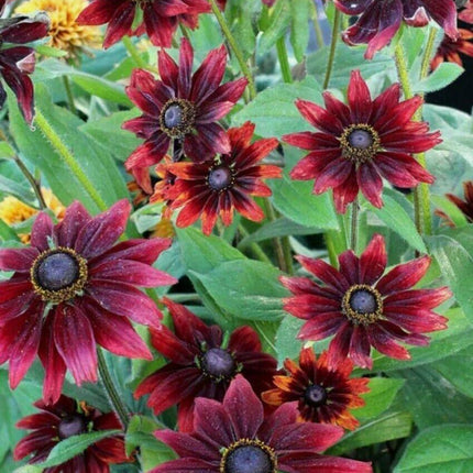 50+ Cherry Brandy Rudbeckia Flower Seeds - Seed World