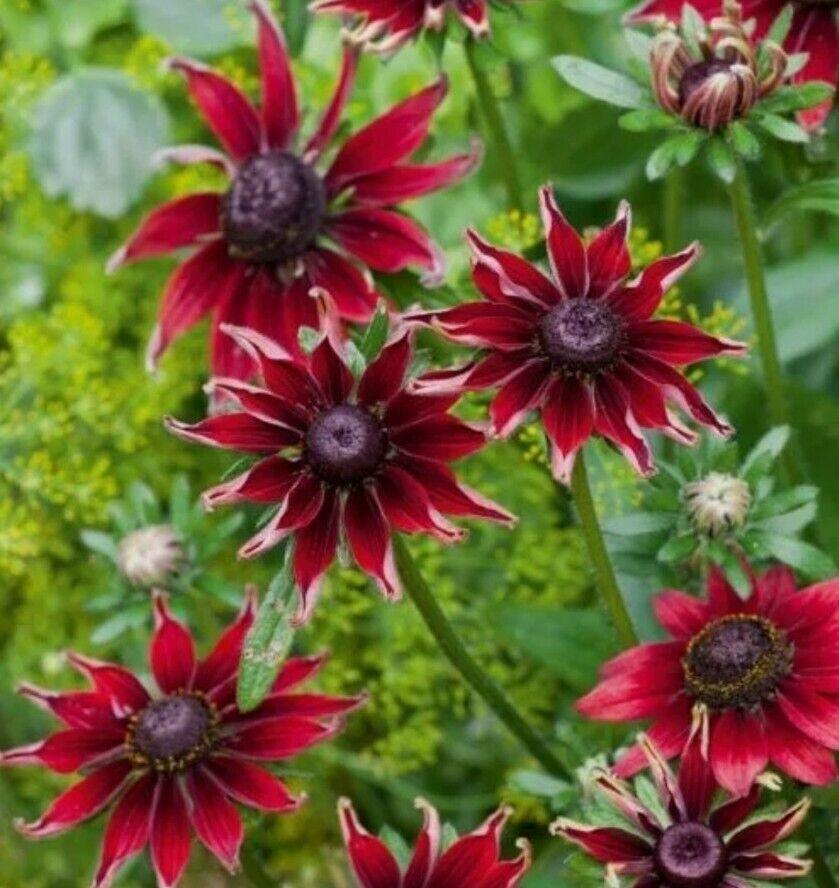 50+ Cherry Brandy Rudbeckia Flower Seeds - Seed World