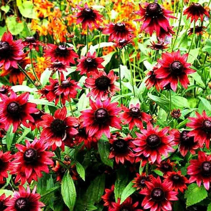 50+ Cherry Brandy Rudbeckia Flower Seeds - Seed World
