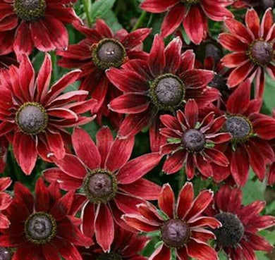 50+ Cherry Brandy Rudbeckia Flower Seeds - Seed World