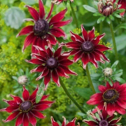 50+ Cherry Brandy Rudbeckia Flower Seeds - Seed World