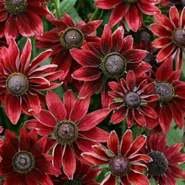 50+ Cherry Brandy Rudbeckia Flower Seeds - Seed World