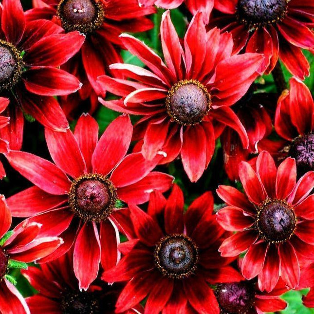 50+ Cherry Brandy Rudbeckia Flower Seeds - Seed World