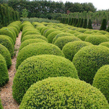 20 Chinese Boxwood (Buxus microphylla var. sinica) Seeds - Seed World