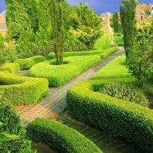 20 Chinese Boxwood (Buxus microphylla var. sinica) Seeds - Seed World