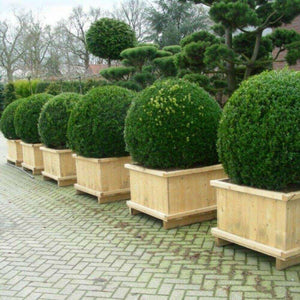 20 Chinese Boxwood (Buxus microphylla var. sinica) Seeds - Seed World