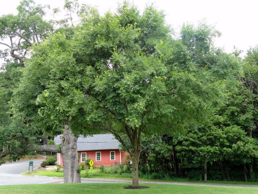 50 Chinese Elm Tree Seeds (Ulmus Parvifolia) Seeds - Seed World