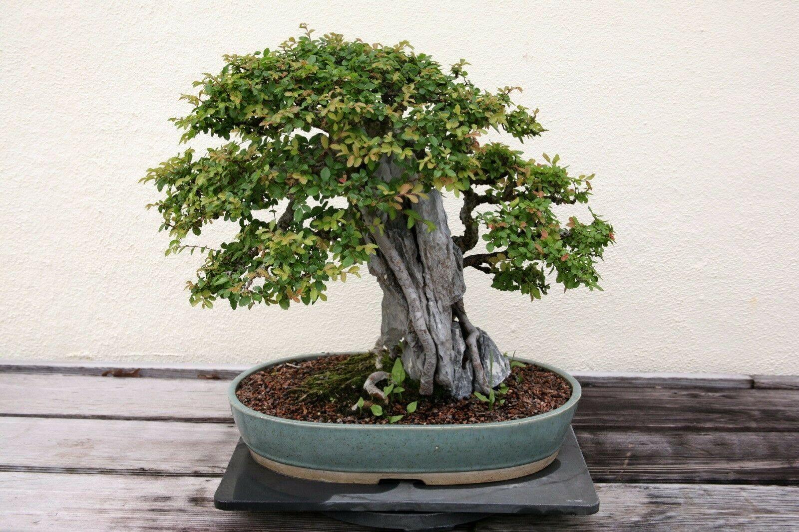50 Chinese Elm Tree Seeds (Ulmus Parvifolia) Seeds - Seed World