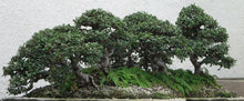 50 Chinese Elm Tree Seeds (Ulmus Parvifolia) Seeds - Seed World