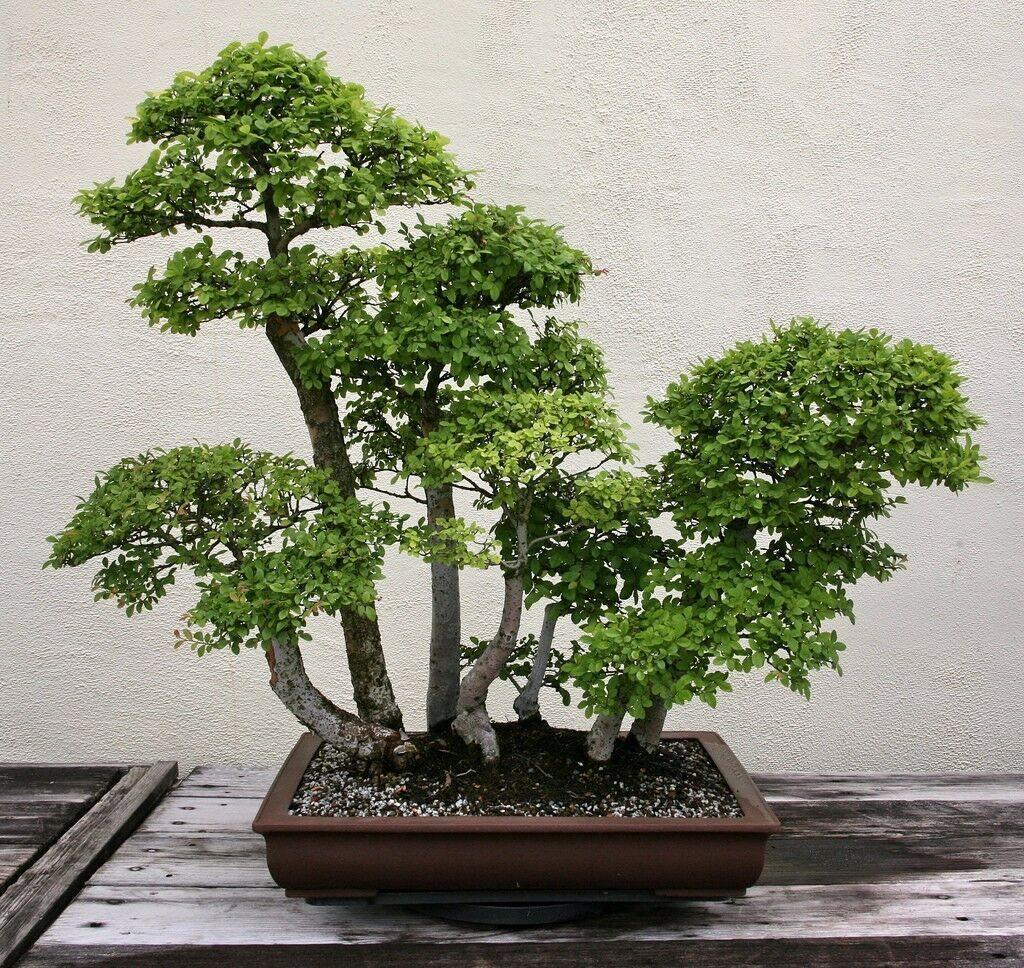 50 Chinese Elm Tree Seeds (Ulmus Parvifolia) Seeds - Seed World