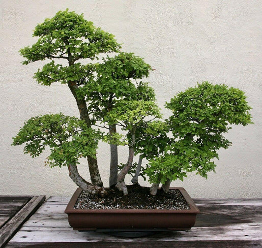 50 Chinese Elm Tree Seeds (Ulmus Parvifolia) Seeds - Seed World