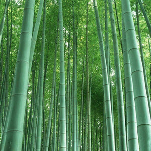 50 Chinese Moso Giant Bamboo Phyllostachys heterocycla Pubescens Seeds - Seed World