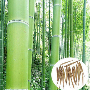 50 Chinese Moso Giant Bamboo Phyllostachys heterocycla Pubescens Seeds - Seed World
