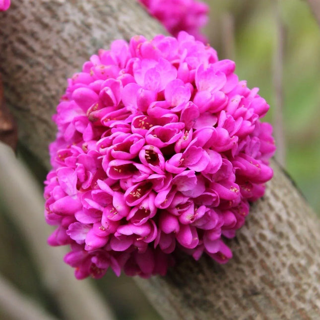 50 Chinese Redbud (Cercis Chinensis) Seeds - Seed World