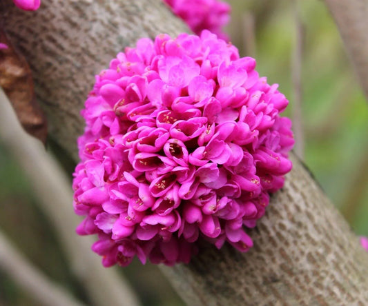 50 Chinese Redbud (Cercis Chinensis) Seeds - Seed World