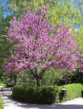 50 Chinese Redbud (Cercis Chinensis) Seeds - Seed World